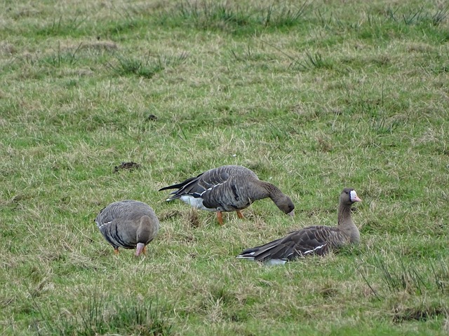 他们在比赛 他们在比赛
